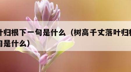 落叶归根下一句是什么（树高千丈落叶归根下一句是什么）