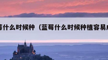 蓝莓什么时候种（蓝莓什么时候种植容易成活）
