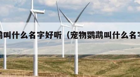 鹦鹉叫什么名字好听（宠物鹦鹉叫什么名字好听）
