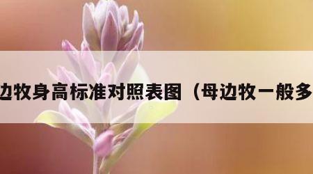 母边牧身高标准对照表图（母边牧一般多重）
