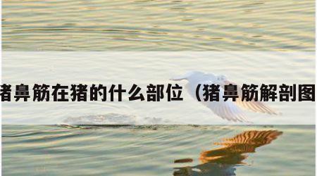 猪鼻筋在猪的什么部位（猪鼻筋解剖图）