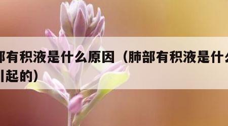 肺部有积液是什么原因（肺部有积液是什么原因引起的）