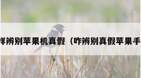 怎样辨别苹果机真假（咋辨别真假苹果手机）