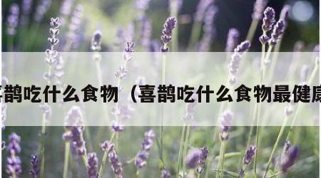 喜鹊吃什么食物（喜鹊吃什么食物最健康）