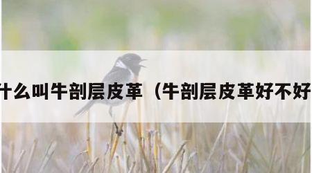 什么叫牛剖层皮革（牛剖层皮革好不好）