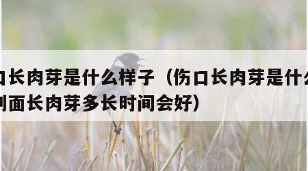伤口长肉芽是什么样子（伤口长肉芽是什么样子创面长肉芽多长时间会好）