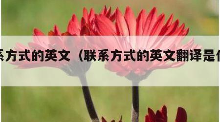 联系方式的英文（联系方式的英文翻译是什么）