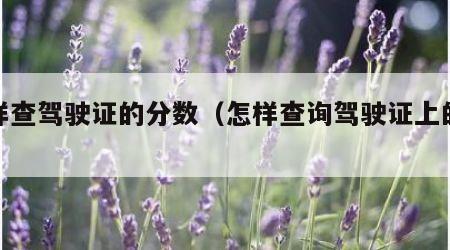 怎样查驾驶证的分数（怎样查询驾驶证上的分数）