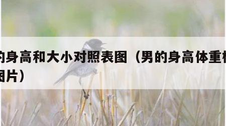 男的身高和大小对照表图（男的身高体重标准值图片）