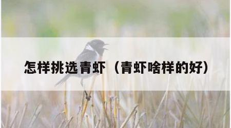 怎样挑选青虾（青虾啥样的好）