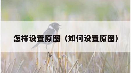 怎样设置原图（如何设置原图）