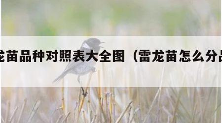 雷龙苗品种对照表大全图（雷龙苗怎么分品种）