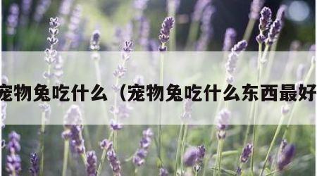 宠物兔吃什么（宠物兔吃什么东西最好）