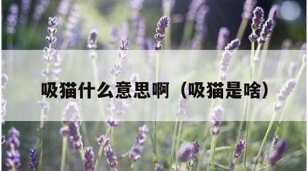 吸猫什么意思啊（吸猫是啥）