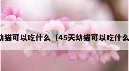 幼猫可以吃什么（45天幼猫可以吃什么）