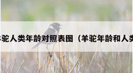 羊驼人类年龄对照表图（羊驼年龄和人类）