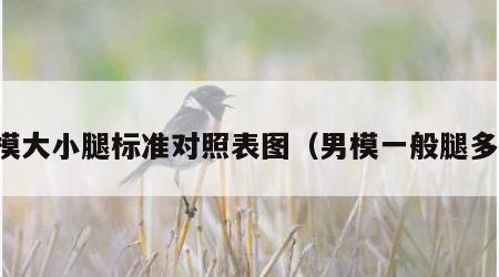 男模大小腿标准对照表图（男模一般腿多长）