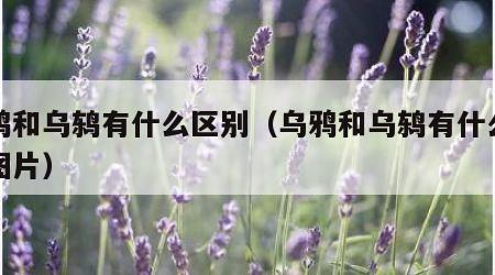乌鸦和乌鸫有什么区别（乌鸦和乌鸫有什么区别图片）