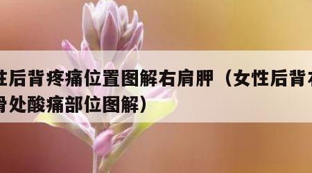 女性后背疼痛位置图解右肩胛（女性后背右肩胛骨处酸痛部位图解）