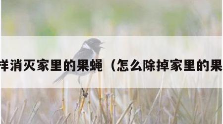 怎样消灭家里的果蝇（怎么除掉家里的果蝇）