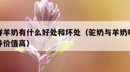 喝鲜羊奶有什么好处和坏处（驼奶与羊奶哪个营养价值高）