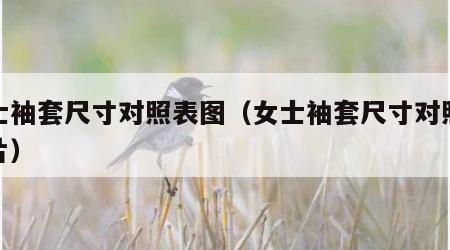 女士袖套尺寸对照表图（女士袖套尺寸对照表图片）