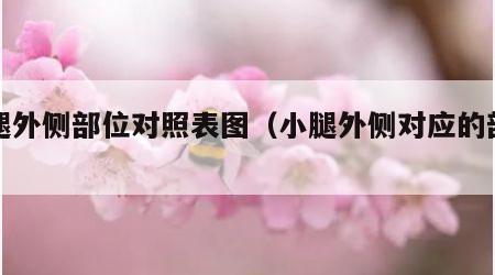 小腿外侧部位对照表图（小腿外侧对应的部位）