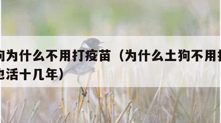 土狗为什么不用打疫苗（为什么土狗不用打疫苗也活十几年）