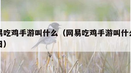 网易吃鸡手游叫什么（网易吃鸡手游叫什么独立日）