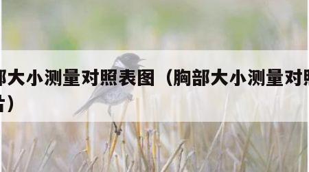 胸部大小测量对照表图（胸部大小测量对照表图片）