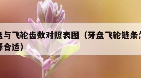 牙盘与飞轮齿数对照表图（牙盘飞轮链条怎么选择合适）
