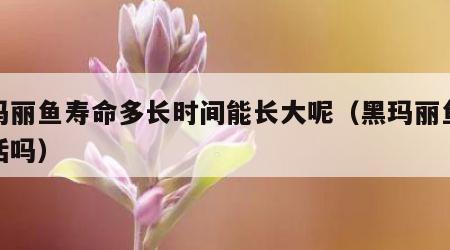 黑玛丽鱼寿命多长时间能长大呢（黑玛丽鱼好养活吗）