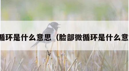 微循环是什么意思（脸部微循环是什么意思）