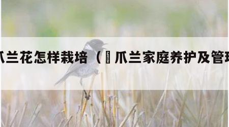 蠏爪兰花怎样栽培（螚爪兰家庭养护及管理方法）