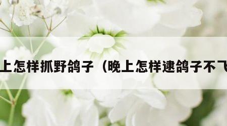 晚上怎样抓野鸽子（晚上怎样逮鸽子不飞?）