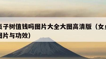 女贞子树值钱吗图片大全大图高清版（女贞子树图片与功效）