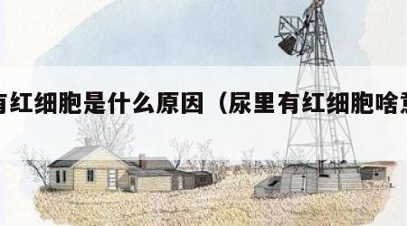 尿有红细胞是什么原因（尿里有红细胞啥意思）