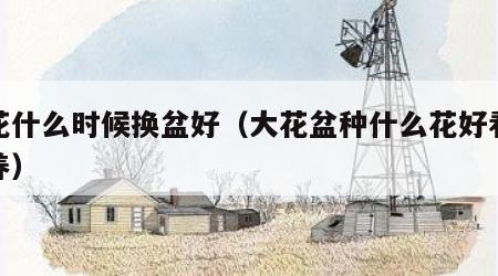 兰花什么时候换盆好（大花盆种什么花好看又好养）