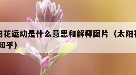 太阳花运动是什么意思和解释图片（太阳花运动 知乎）