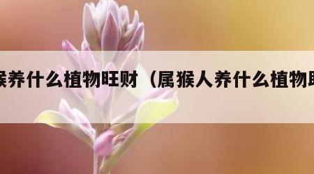 属猴养什么植物旺财（属猴人养什么植物助运气）