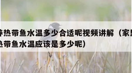 家养热带鱼水温多少合适呢视频讲解（家里养的热带鱼水温应该是多少呢）