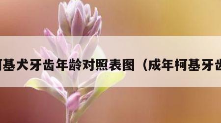 柯基犬牙齿年龄对照表图(成年柯基牙齿) 柯基犬牙齿年龄对照表图(成年柯基牙齿)