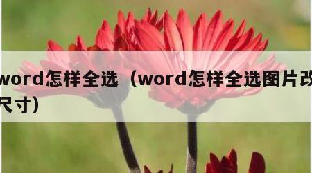 word怎样全选(word怎样全选图片改尺寸) word怎样全选(word怎样全选图片改尺寸)
