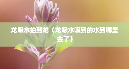 龙吸水拍到龙(龙吸水吸到的水到哪里去了)