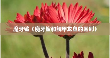 魔牙鲨（魔牙鲨和鳞甲龙鱼的区别）