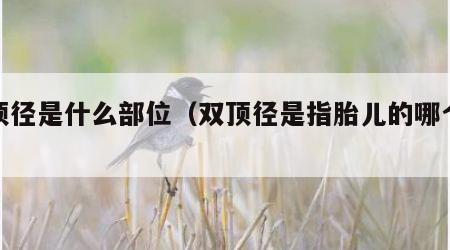 双顶径是什么部位（双顶径是指胎儿的哪个部位）