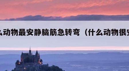 什么动物最安静脑筋急转弯（什么动物很安静?）