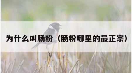 为什么叫肠粉（肠粉哪里的最正宗）