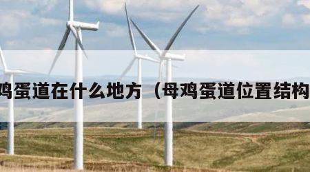 母鸡蛋道在什么地方（母鸡蛋道位置结构图）