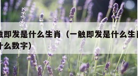 一触即发是什么生肖（一触即发是什么生肖还是什么数字）